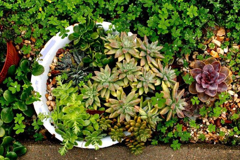 Cómo preparar tu jardín para la primavera en España