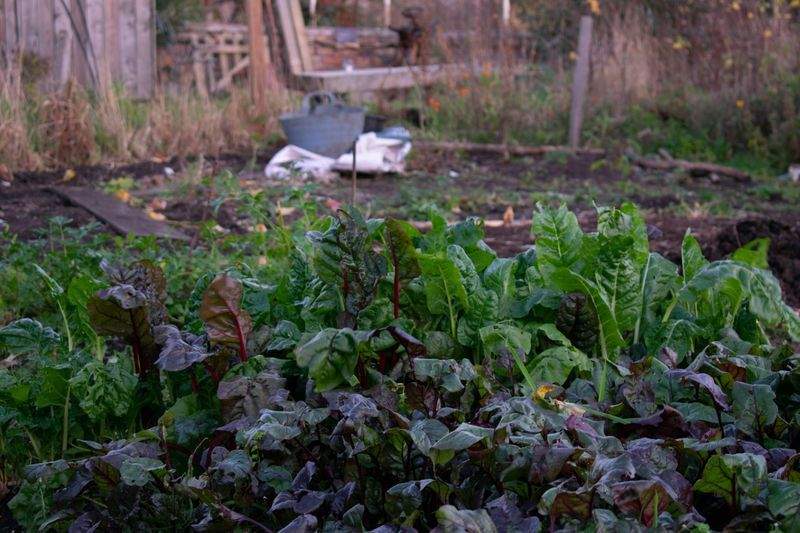 Riego eficiente: claves para cuidar tus plantas y ahorrar agua
