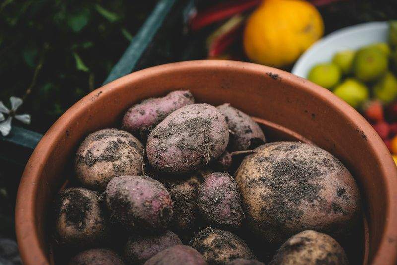 Limpieza y puesta a punto de jardines